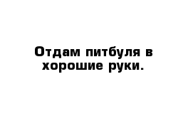 Отдам питбуля в хорошие руки.